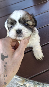 Photo №1. lhassa apso, pékinois, shih tzu - à vendre en ville de Vilnius | 600€ | Annonce №139536