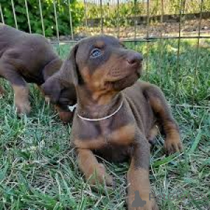 Photo №1. dobermann - à vendre en ville de Tampere | 1000€ | Annonce №169387