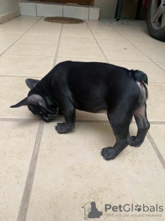 Photos supplémentaires: Vente de chiots bouledogue français.