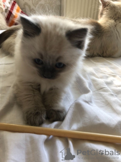 Photos supplémentaires: Des chatons Ragdoll en bonne santé autour de vous