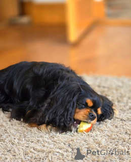 Photo №2 de l'annonce № 155579 de la vente cavalier king charles spaniel - acheter à La finlande annonce privée