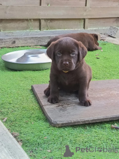 Photo №1. labrador retriever - à vendre en ville de Eindhoven | négocié | Annonce №177762
