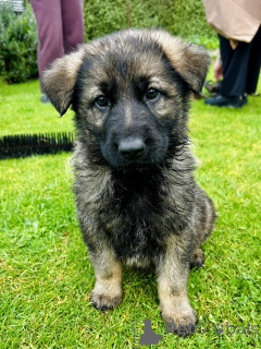 Photo №4. Je vais vendre berger allemand en ville de Heusenstamm. éleveur - prix - 885€