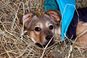 Photo №2 de l'annonce № 58432 de la vente chien bâtard - acheter à Fédération de Russie annonce privée