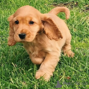 Photo №1. labrador retriever - à vendre en ville de Dendermond | négocié | Annonce №171706