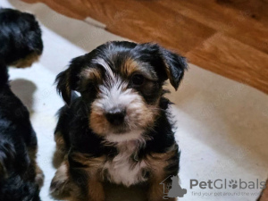 Photo №2 de l'annonce № 132496 de la vente bichon maltais - acheter à Espagne éleveur