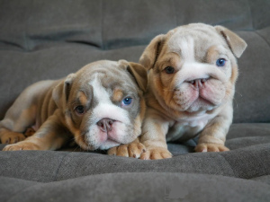 Photo №1. bulldog anglais - à vendre en ville de Helsinki | négocié | Annonce №118944