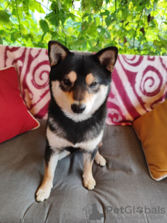 Photos supplémentaires: Chiots Shiba Inu pour l'élevage et la famille