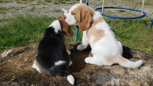 Photo №3. chiots beagle regardant. La finlande