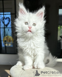 Photo №1. maine coon - à vendre en ville de Berlin | 350€ | Annonce № 102159