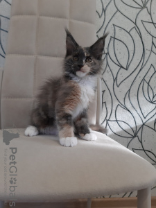 Photo №1. maine coon - à vendre en ville de Kemerovo | négocié | Annonce № 110818