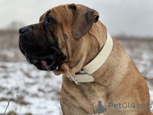 Photos supplémentaires: Chiots Boerboel Mastiff sud-africains