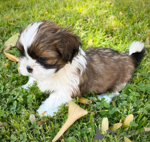Photo №2 de l'annonce № 135622 de la vente shih tzu - acheter à Allemagne éleveur