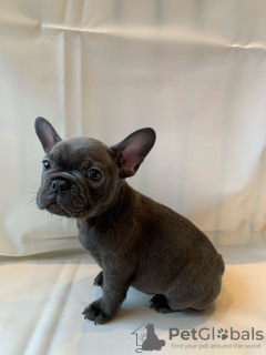 Photo №1. bouledogue - à vendre en ville de Berlin | négocié | Annonce №115815