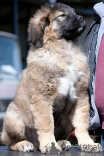 Photos supplémentaires: chiots berger du caucase