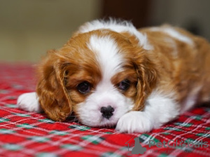 Photo №1. cavalier king charles spaniel - à vendre en ville de Berlin | 1500€ | Annonce №93587