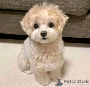 Photo №3. Süße Shepherd australien Welpen ab Sofort Verfügbar. Belgique