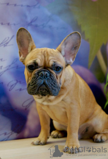 Photo №4. Je vais vendre bouledogue en ville de Odintsovo. de la fourrière - prix - 554€