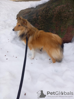Photo №3. Chiot Sheltie. Estonie