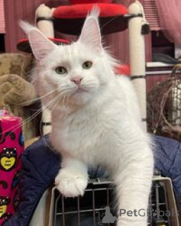 Photo №1. maine coon - à vendre en ville de Nuire | négocié | Annonce № 169485
