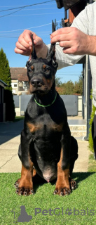 Photos supplémentaires: Chiots Doberman à vendre