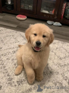 Photo №2 de l'annonce № 137163 de la vente golden retriever - acheter à Allemagne éleveur