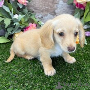 Photo №3. Teeny Miniature Teckel Puppy Femelle de 10 semaines prête pour sa maison pour. Allemagne