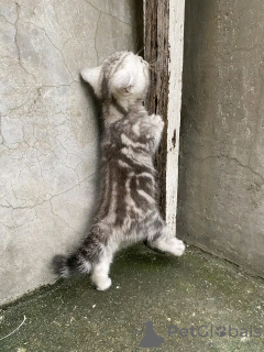 Photo №3. De mignons chatons British shorthair en bonne santé sont maintenant disponibles. Allemagne