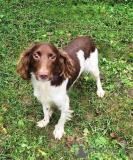 Photo №2 de l'annonce № 164185 de la vente chien bâtard - acheter à Fédération de Russie annonce privée