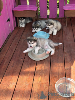 Photo №2 de l'annonce № 108125 de la vente malamute de l'alaska - acheter à Estonie annonce privée