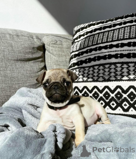 Photo №2 de l'annonce № 146296 de la vente carlin - acheter à USA éleveur