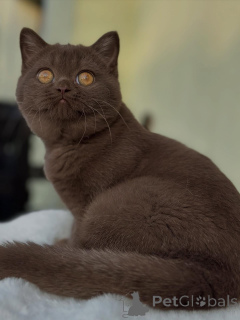 Photo №2 de l'annonce № 153740 de la vente british shorthair - acheter à Suisse éleveur