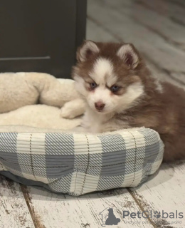 Photo №3. Pomérane formé des toilettes. Pays Bas