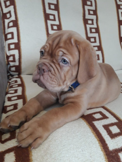 Photo №2 de l'annonce № 4898 de la vente dogue de bordeaux - acheter à Fédération de Russie annonce privée