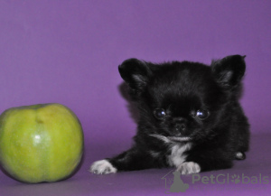 Photo №2 de l'annonce № 8435 de la vente chihuahua - acheter à Ukraine de la fourrière