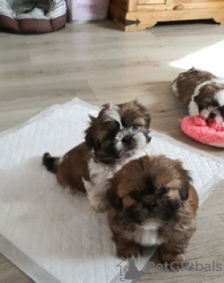 Photo №1. shih tzu - à vendre en ville de Aachen | 1000€ | Annonce №130693