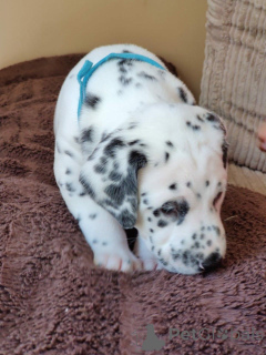 Photo №4. Je vais vendre dalmatien en ville de Kvistofta. annonce privée, éleveur - prix - 1200€