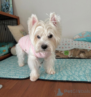 Photo №2 de l'annonce № 144431 de la vente chien bâtard - acheter à La Grande-Bretagne de l'abri