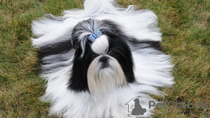 Photos supplémentaires: Chiots Shih Tzu de race pure.