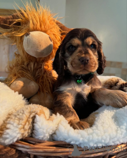 Photo №4. Je vais vendre cocker spaniel anglais en ville de Glubostrand. annonce privée - prix - négocié
