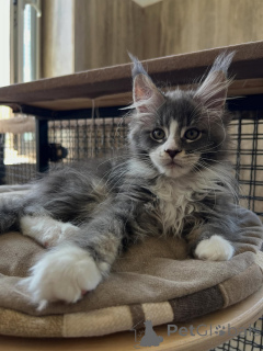 Photo №1. maine coon - à vendre en ville de Dordrecht | négocié | Annonce № 170619