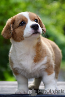 Photo №3. Adorables chiots Cardigan Welsh Corgi de Hongrie kennel@cardibakery.hu. Hongrie