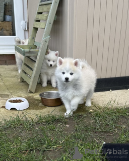 Photos supplémentaires: Nos 2 derniers mini pomskies aux yeux bleus