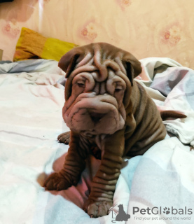 Photo №2 de l'annonce № 11416 de la vente shar pei - acheter à Ouzbekistan annonce privée