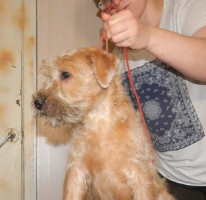 Photo №4. Je vais vendre terrier irlandais à poil doux en ville de Smolensk. de la fourrière, éleveur - prix - 431€