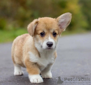 Photos supplémentaires: Chiots corgi gallois