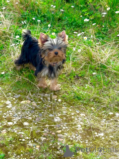 Photo №2 de l'annonce № 137096 de la vente yorkshire terrier - acheter à Luxembourg annonce privée, éleveur
