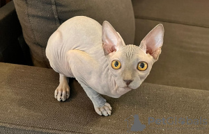Photo №3. un chaton Sphynx.. France
