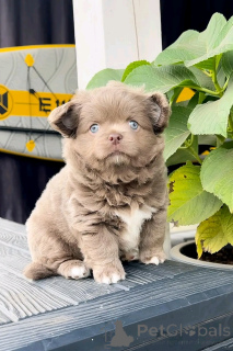 Photo №3. Chiots de chihuahua pour la réhomation. USA