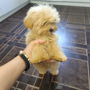 Photo №2 de l'annonce № 140765 de la vente maltipu - acheter à Fédération de Russie éleveur